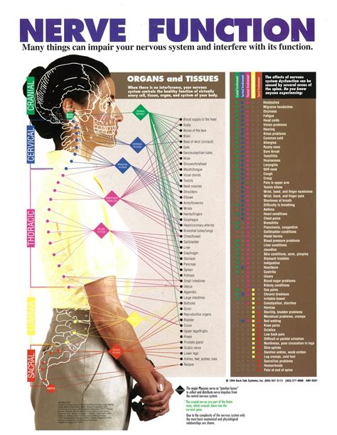 Chiropractic Charts Diagrams Including Dermatome Char