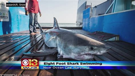 Maybe you would like to learn more about one of these? 8 Foot Shark Tracked Near Ocean City, Maryland - YouTube