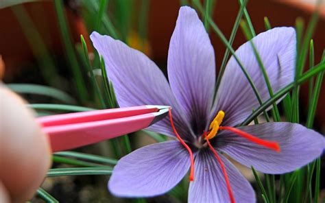 How To Grow Saffron Indoors Plant Instructions