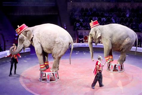 Russia Investigates Circus After Elephants Fight During Performance