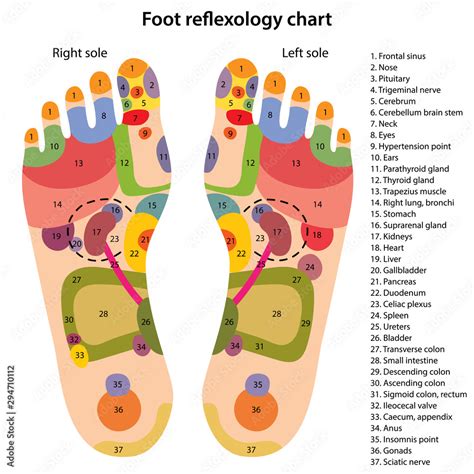 Foot Reflexology Chart With Description Of The Corresponding Internal And Body Parts