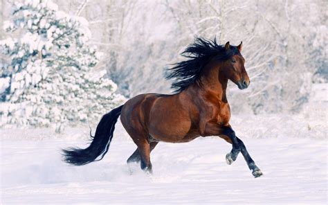 Horses In The Snow Wallpapers Wallpaper Cave