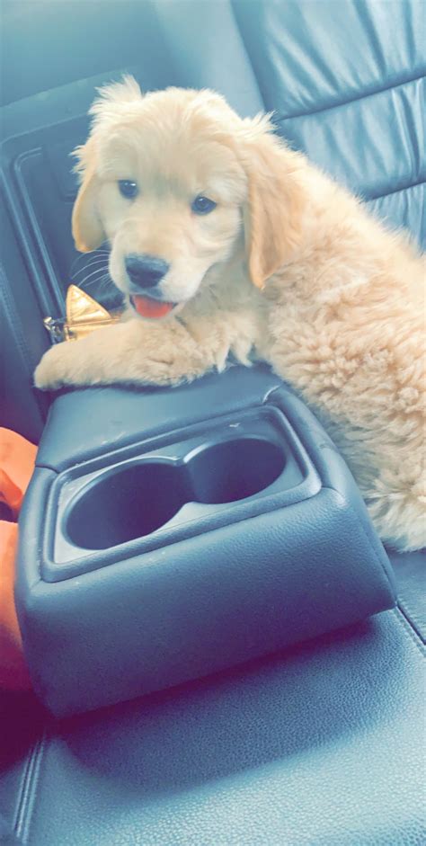 Golden haven golden retrievers is good quality puppy breeder in ny, dianne and stathis demson are the perfect example of a small family oriented breeder. Golden Retriever Puppies For Sale | Bronx Park East, NY ...