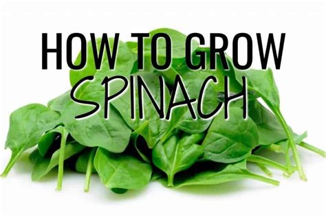 How To Grow Spinach Blog Garden Buildings Direct