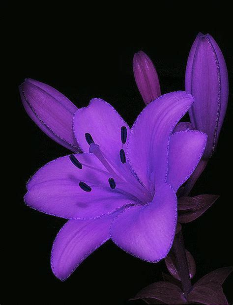 A Purple Flower On A Black Background