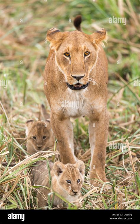 African Lioness And Two Cubs Stock Photo Alamy