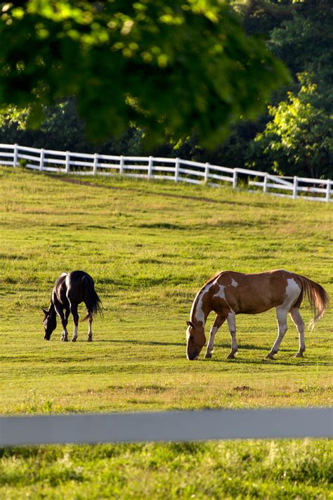 Horses Pasture Free Stock Cc0 Photo