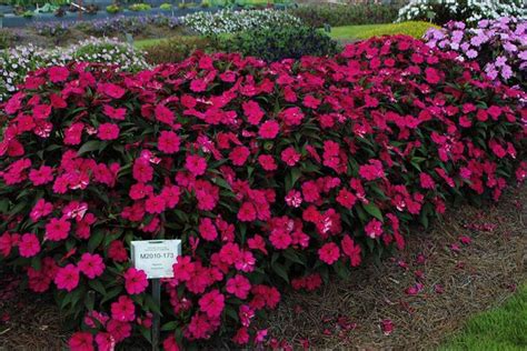 Redesigned Sunpatiens Website Offers New Tools For Sakata Seed America
