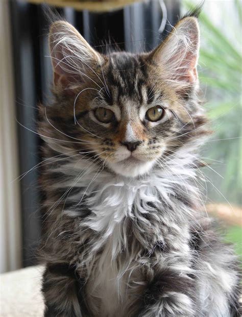 Maine Coon Breeders Australia Maine Coon Info And Kittens