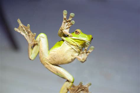 Free Image Of A Green Tree Frog With Sticky Feet On Glass Freebie