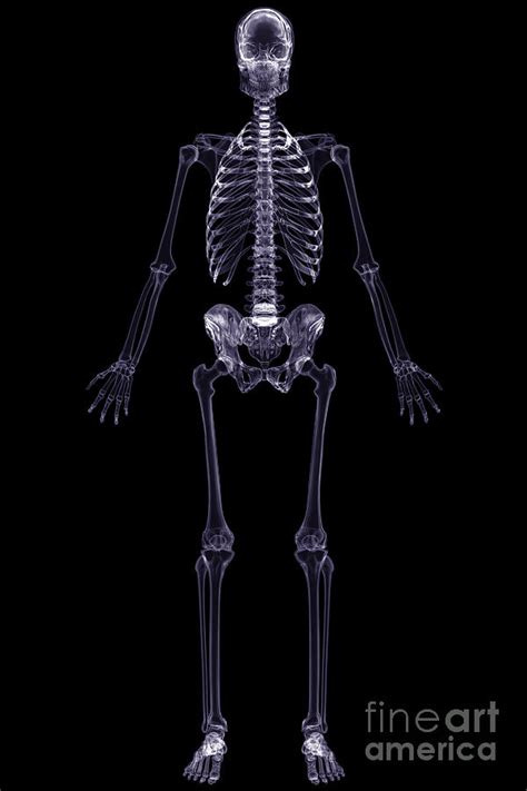 Xray Skeleton