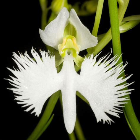 Rare Japanese Radiata White Egret Orchid Bonsai Plant Passion For
