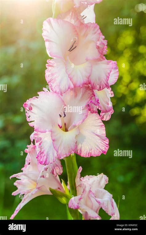 Light Pink Gladiolus Flower Close Up Stock Photo Alamy