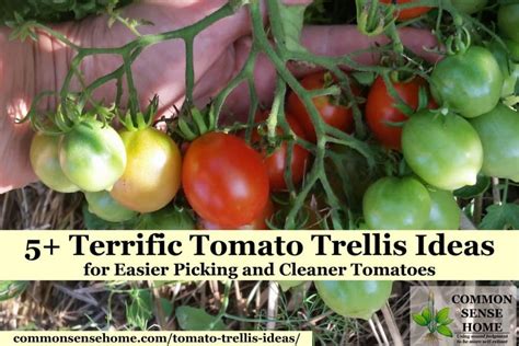 5 Terrific Tomato Trellis Ideas For Easier Picking And Cleaner Tomatoes