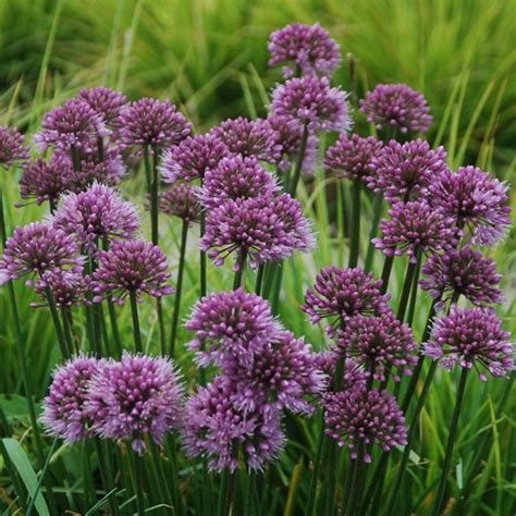 We did not find results for: Allium 'Windy City'