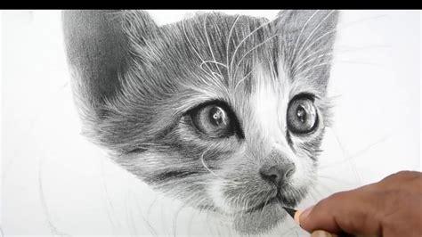 Cara Menggambar Kucing Kucing Realistik Waktu 65 Jam Larangan Portrait