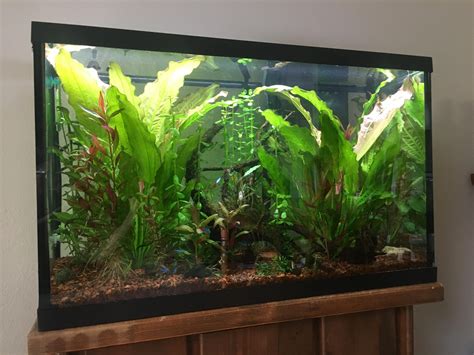 Check spelling or type a new query. I call this aquascape "i kept buying plants that wouldn't ...