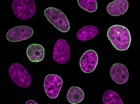 Various types of human cells are the building blocks of all human tissues and organs. Researchers Find "Internal Clock" within Live Human Cells ...