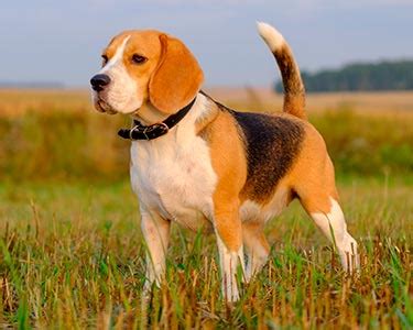 Looking for free beagle puppies or fairly inexpensive. Beagle Puppies - Buy Beagle Puppy - beagle price in India