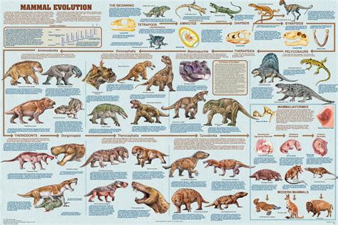 Mammal Evolution Educational Science Teacher Classroom Chart Print