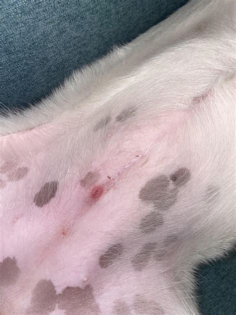 I Noticed This Weird Bump On My Dogs Stomach Shes About Three Months