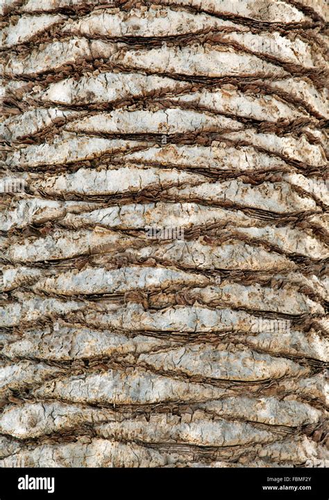 Palm Tree Bark For Texture Or Background Stock Photo Alamy