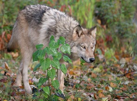 Gray Wolf In Autumn Setting Stock Photo Image Of Carnivores Mammal