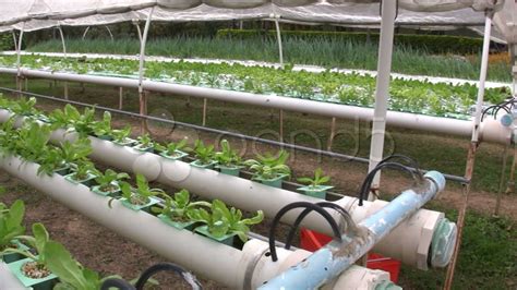 Hydroponic Farm Garden Vegetable Cultivation Crop