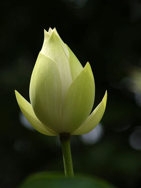 Search 123rf with an image instead of text. Free White Lotus 2 Stock Photo - FreeImages.com