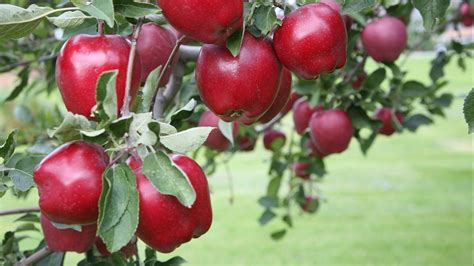 Red Delicious No Longer Americas Most Grown Apple Fox News