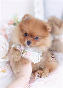 Red Pomeranian Puppies Teacup Puppies And Boutique