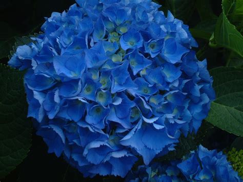 Dark Blue Hydrangeas Blue Hydrangea Flowers Dark Blue Hydrangea