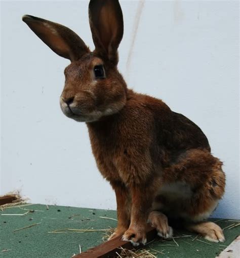 Find baby bunnies for sale in canada | visit kijiji classifieds to buy, sell, or trade almost anything! 27 Belgian Hare Bunny Rabbits near Lawrence, KS | Rabbits ...