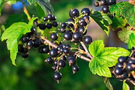 Black Currants Varieties Growing Guide Care Problems And Harvest