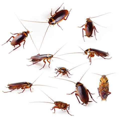 Looking for a pest control in north carolina, tennessee, or south carolina? COCKROACHES TRIGGER ALLERGIES - ClearDefense Pest Control