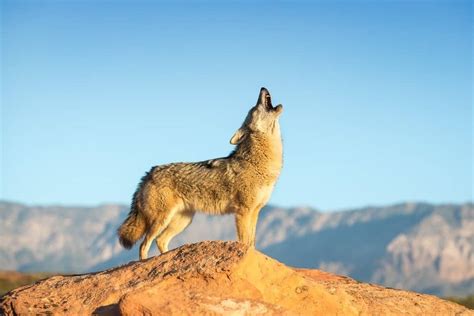 Coyote Animal Facts Canis Latrans Az Animals