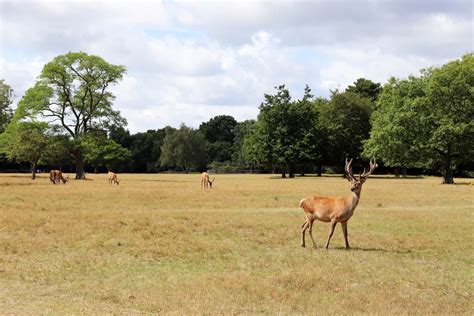 Seeing Deer In Richmond Park What The Redhead Said