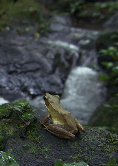 Find the best nature photos in one place; High Definition Animated gifs of Nature, page 1