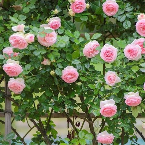 Pierre De Ronsard Eden Rose Climbing Rose Famous Roses World