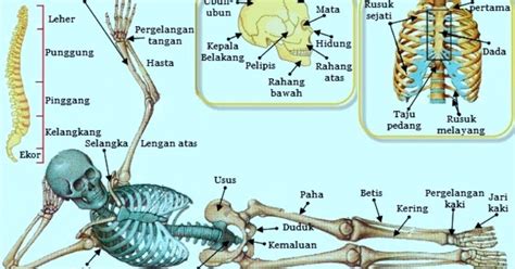 Rpp rangka manusia kelas 4 sd. Soal dan Jawaban Bab Rangka pada manusia (40 Pilgan + 5 ...