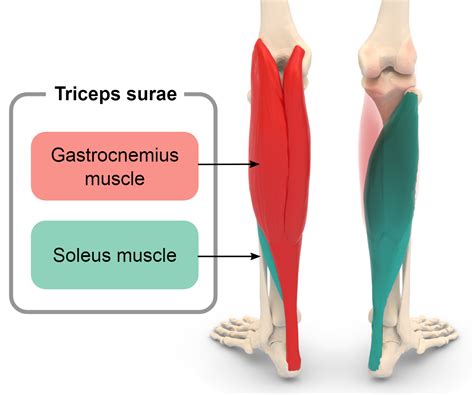 تشريح العضلة النعلية أو النعل أو Soleus Muscle، و جدول تمارين لها