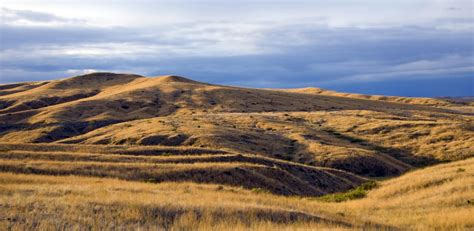 Northern Great Plains Program Awards 41 Million To Conserve Grassland
