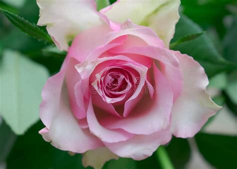 Natural And Beautiful Pale Pink Rose Stock Photo Image Of Beauty