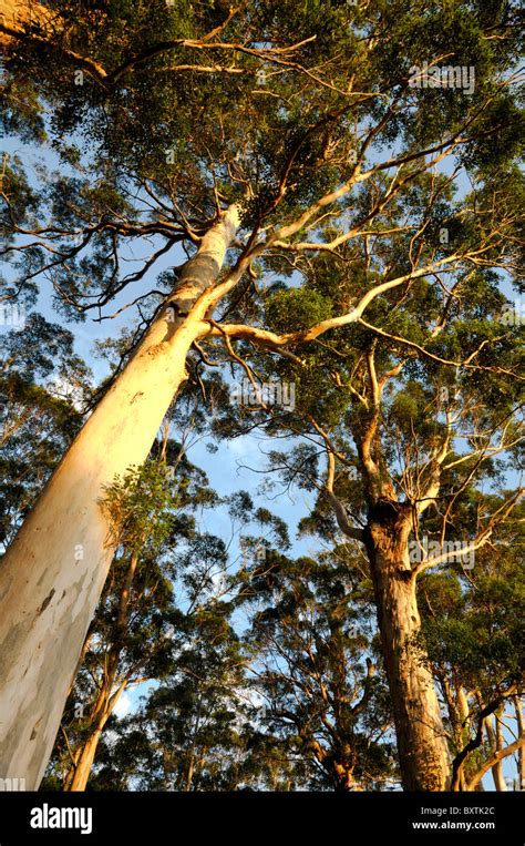 Kauri Forest At Pemberton Wa Australia Stock Photo Alamy