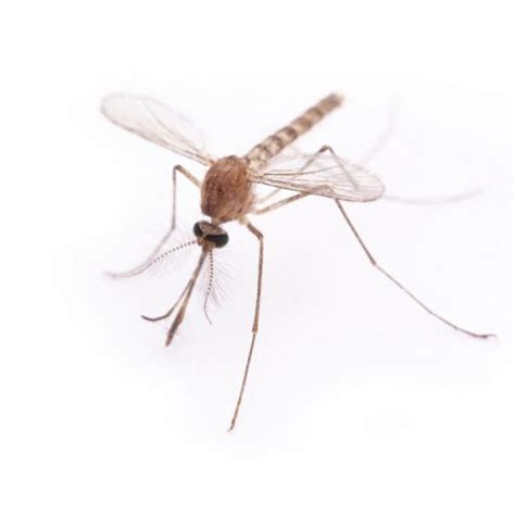 They do not harm unless their nests and safety are threatened. Mosquito Exterminators | Mosquito Control & Removal
