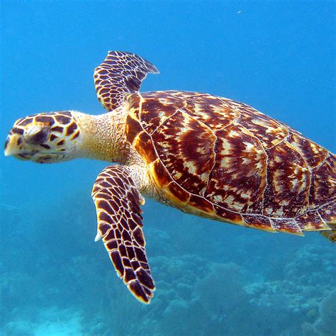 Amazing Island Nature The Remarkable Hawksbill Sea Turtle
