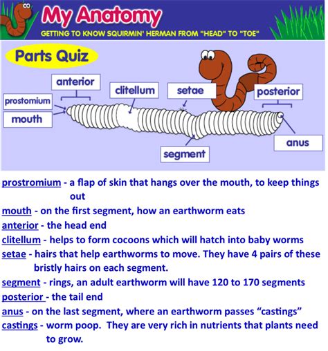 Earthworms Lab Sharon Science Lab