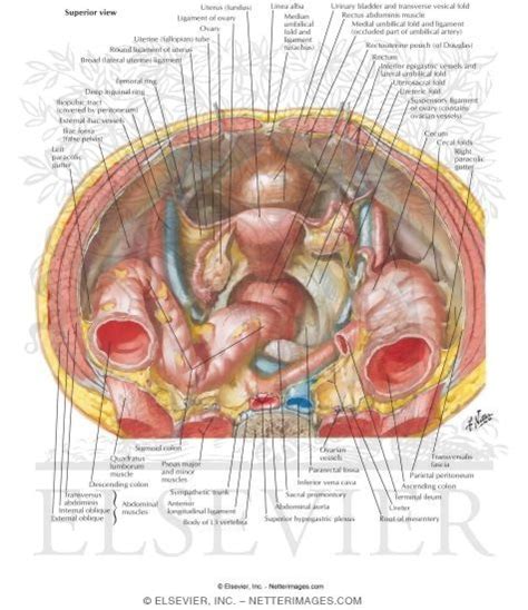 Abdominal anatomy female, find out more about abdominal anatomy female. Pelvic Contents: Female