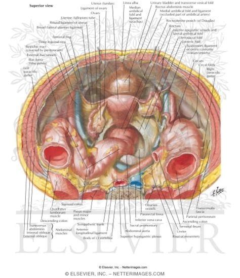 Computer artwork showing the kidneys and female reproductive system. Pelvic Contents: Female