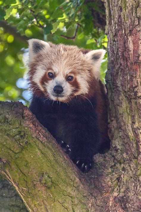 Red Panda Peering Down From A Fork In A Tree Red Panda W Flickr